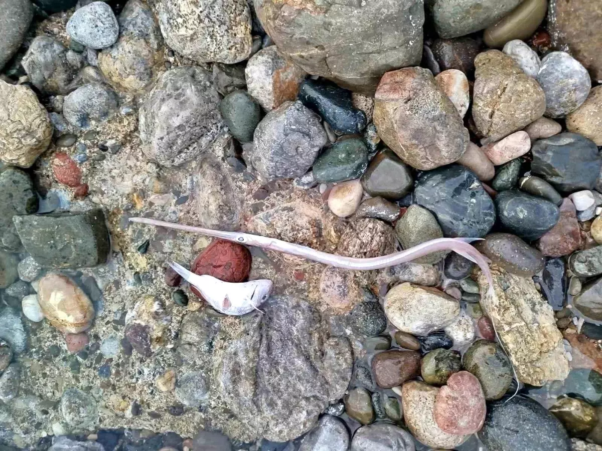 Datça\'da Ölü Balık Alarmı