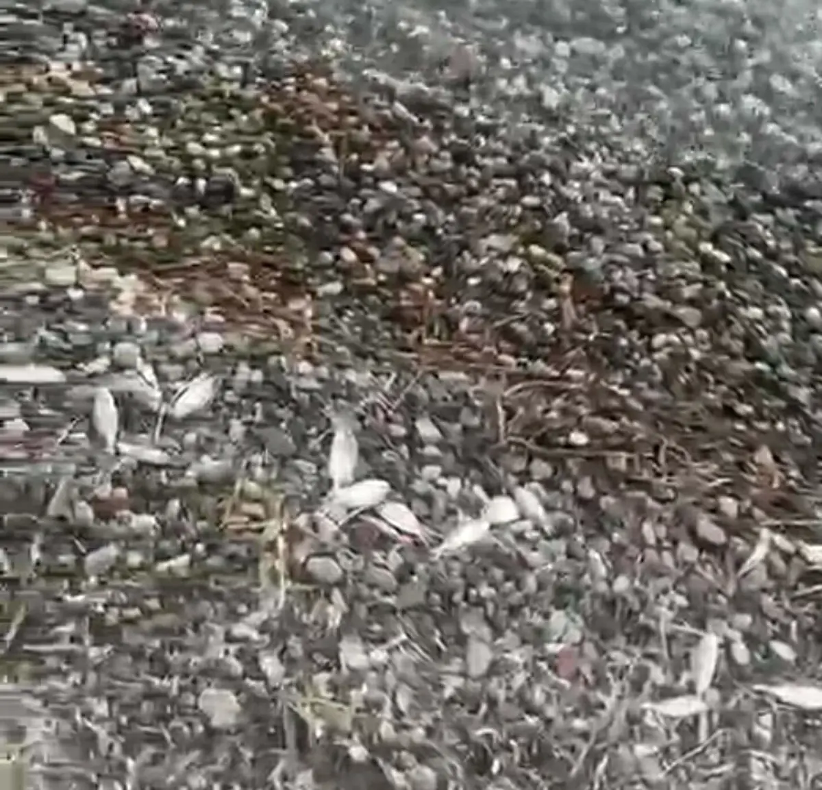 Datça\'daki Ölü Balıkların Nedeni Kirlilik Değil