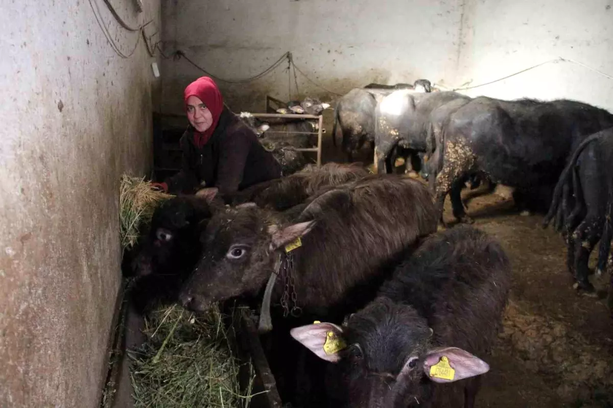 Girişimci Kadın Manda Yetiştiriciliğinde Başarıya Ulaştı