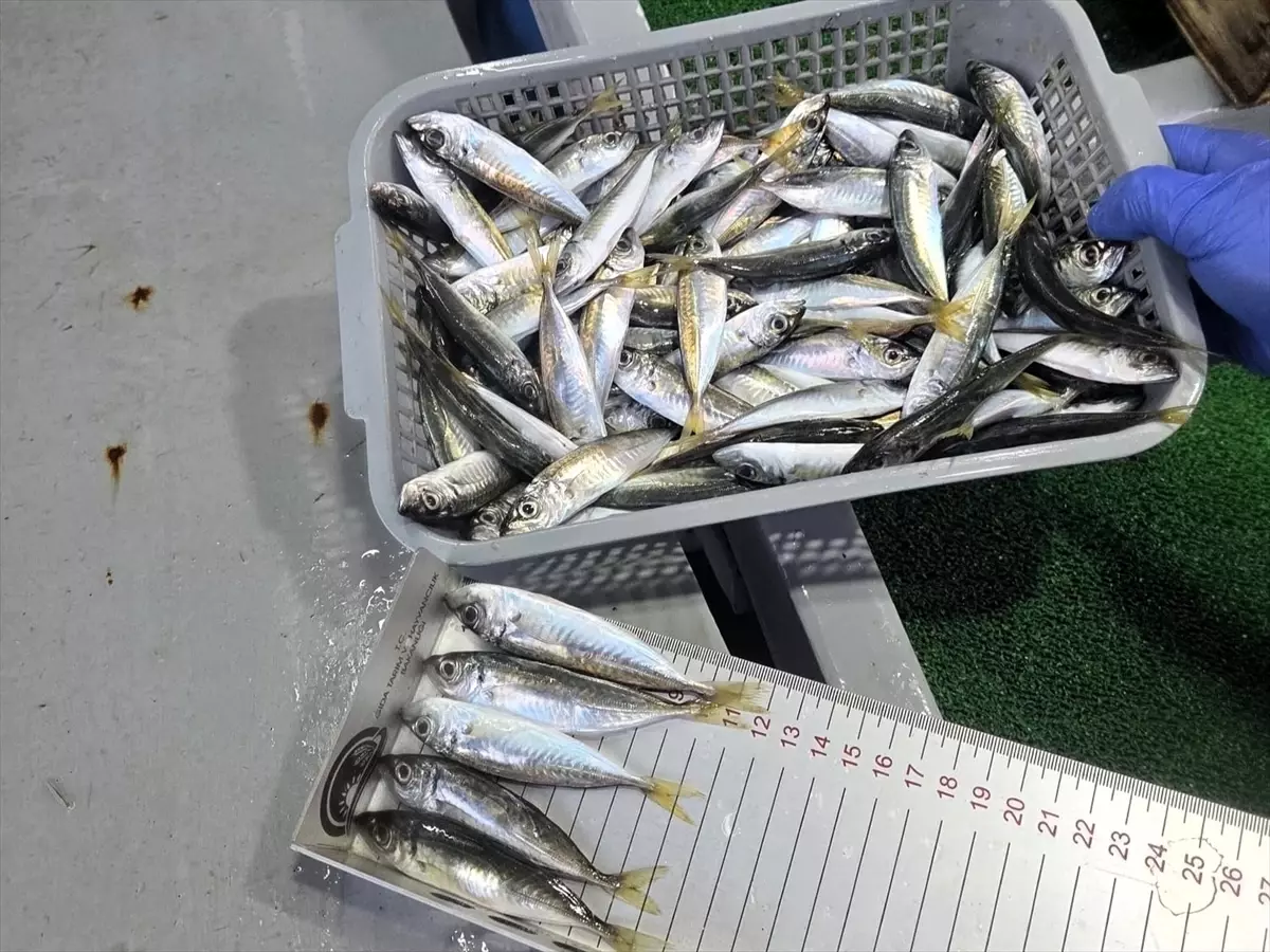 Kıyıköy\'de Yasal Olmayan İstavrit Satışına Ceza