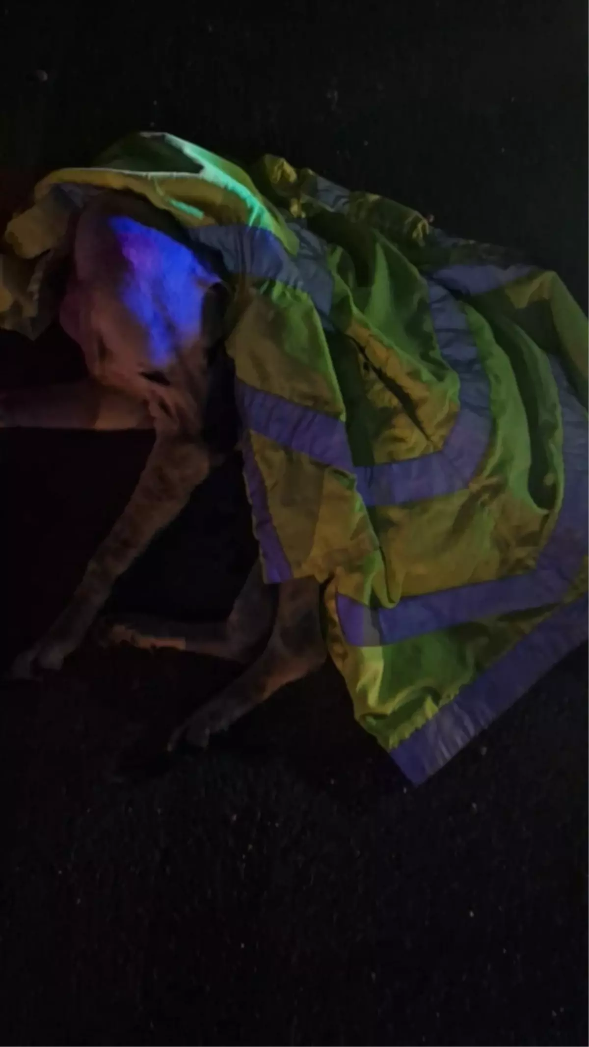 Yaralı Köpek Polis Ekipleri Tarafından Kurtarıldı