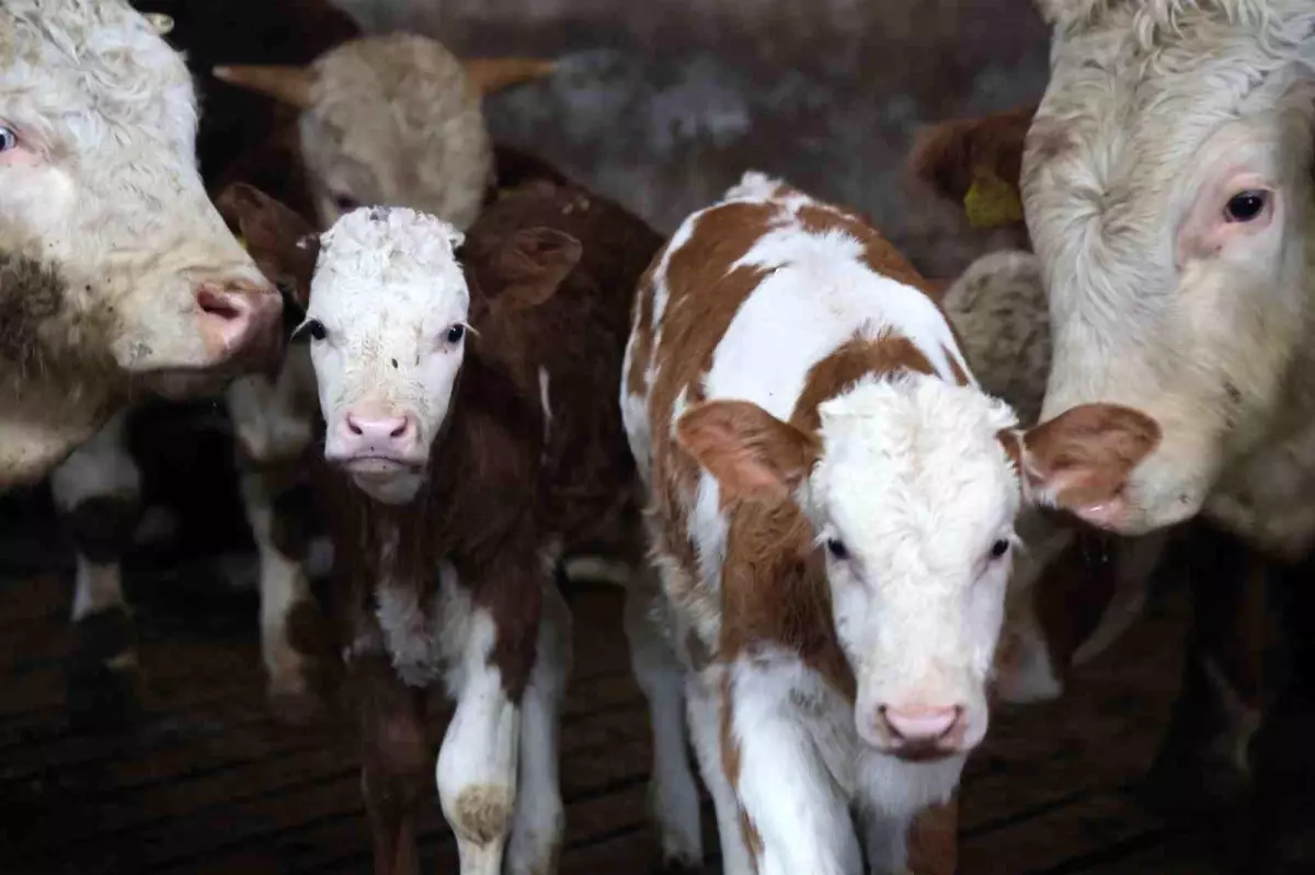 Elazığ\'da İkiz Buzağı Sevinci