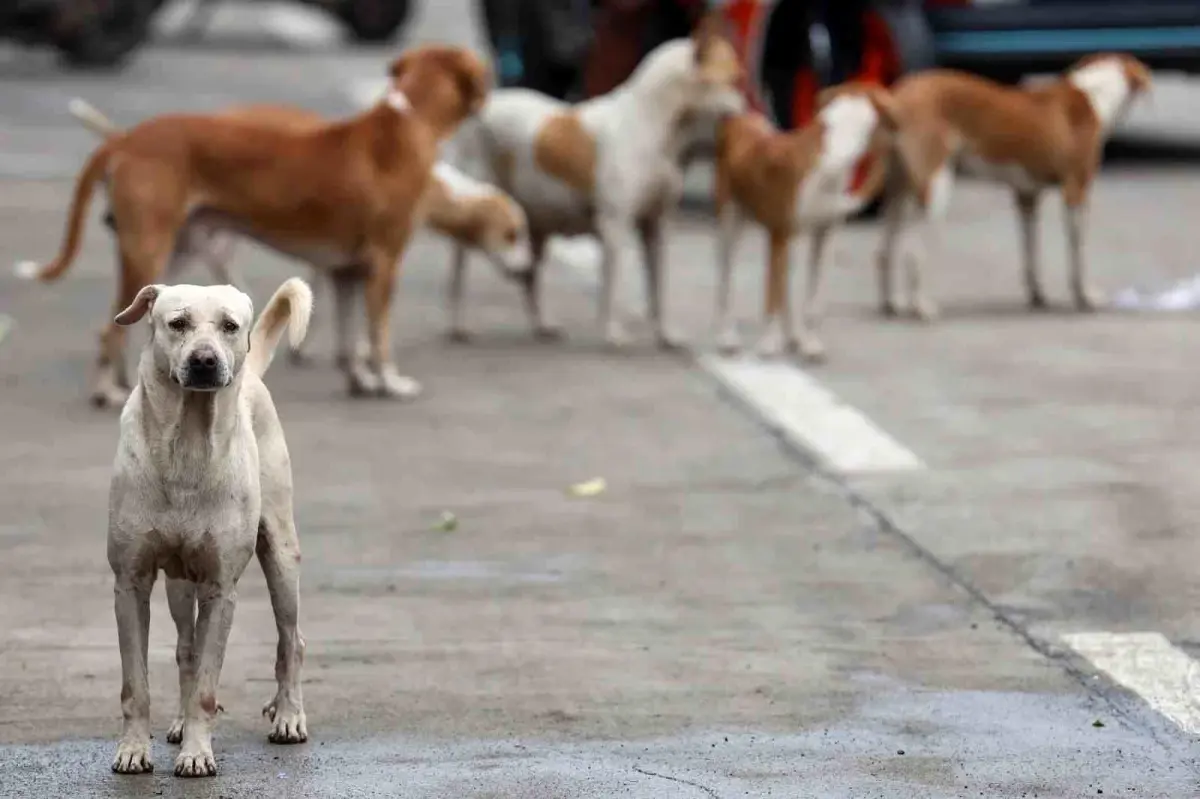 Bağdat\'ta 19 binden fazla başıboş köpek itlaf edildi