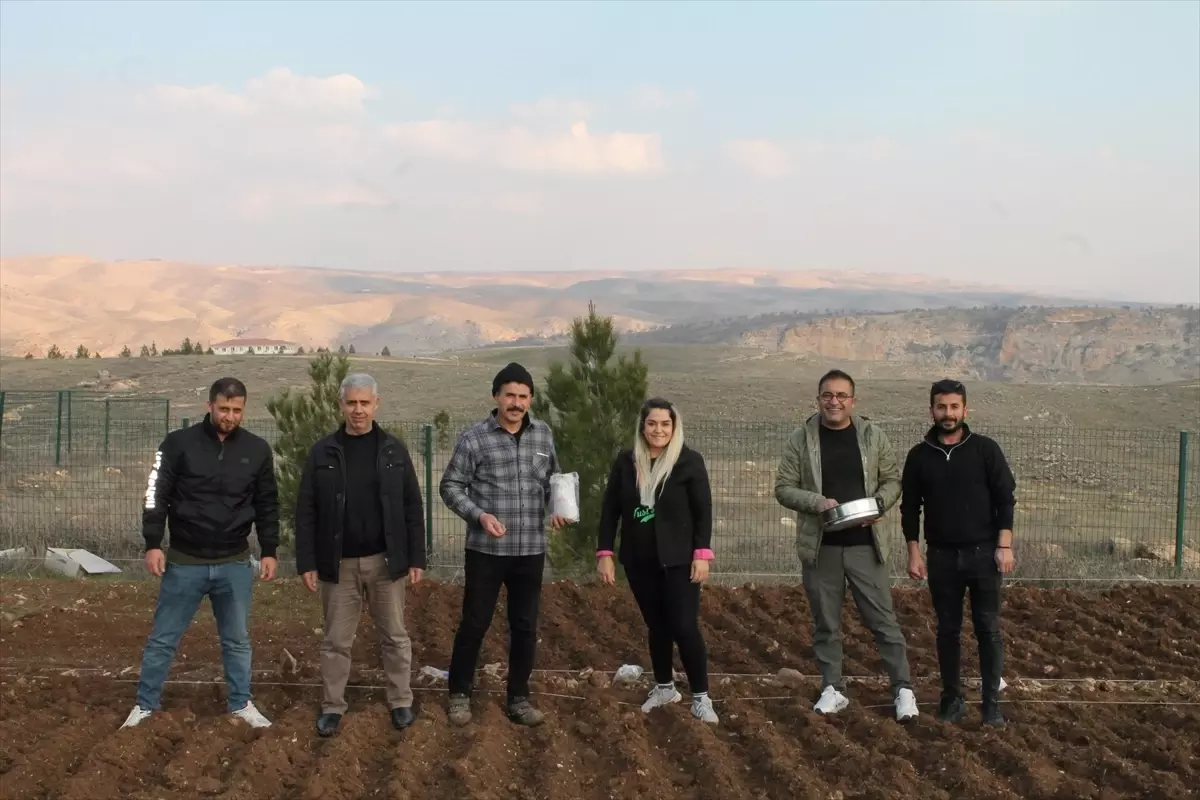 Batman\'da Aspir Bitkisi Ekimi Başladı