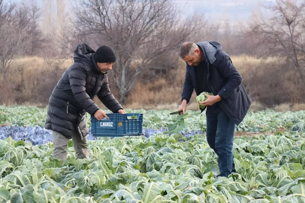 Erzincan\'da Kış Aylarında Açık Alanda Sebze Üretimi