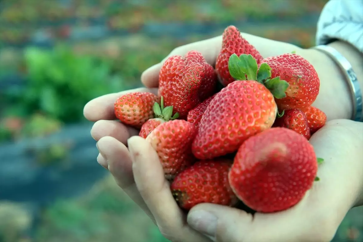 Hobi olarak başladı, taleplere yetişemiyor