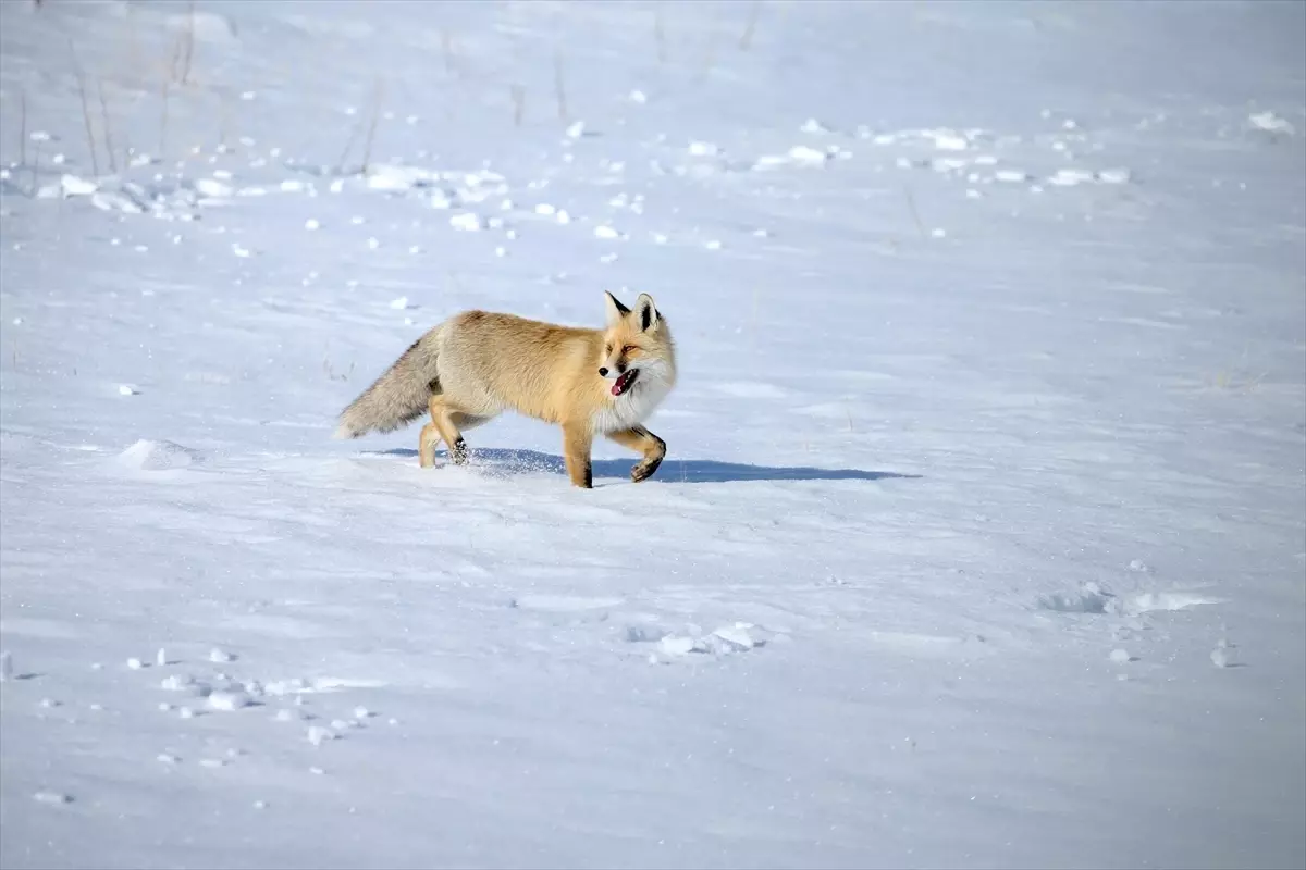 Kızıl Tilkilerin Av Mücadelesi