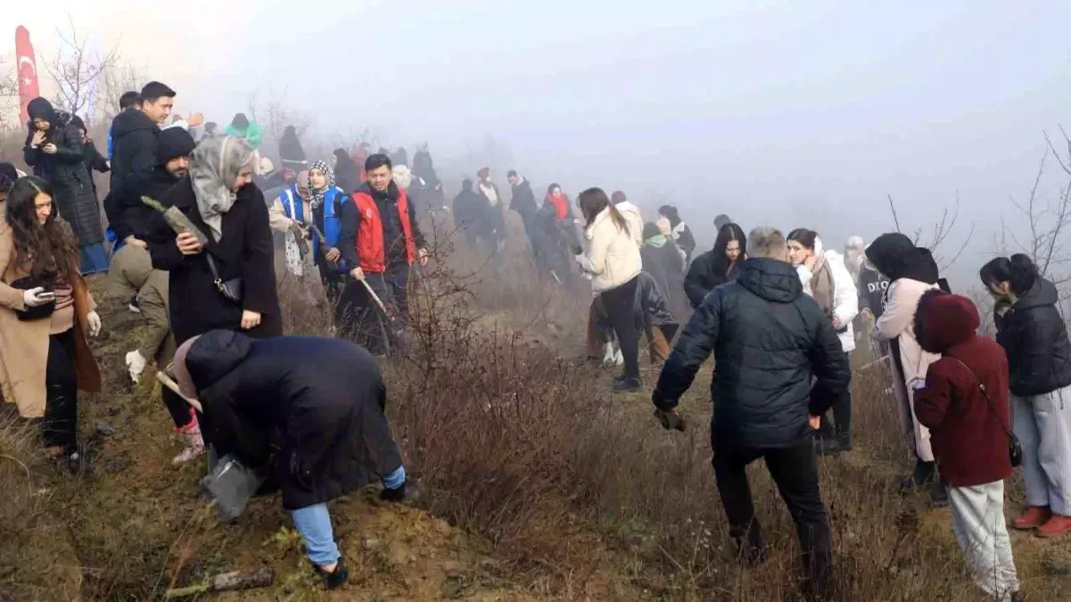 Karabük\'te 500 Çam Fıstığı Fidanı Dikildi