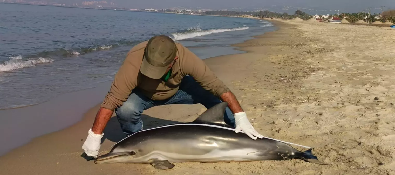 Kuşadası\'nda Ölü Tırtak Yunusu Bulundu