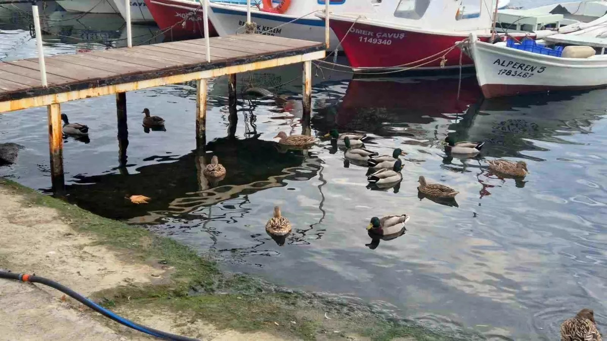 Süleymanpaşa\'nın Liman Simgesi: 150 Ördek
