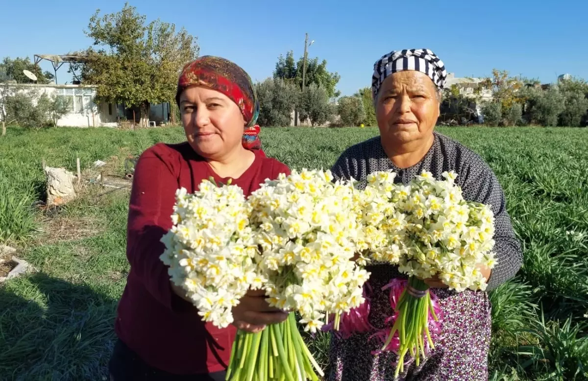 Silifke\'de Nergis Hasadı Başladı