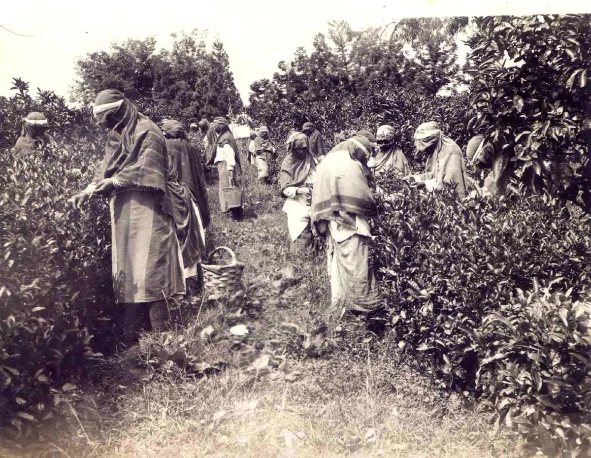 Çayın Tarihi 1931\'e Dayanıyor