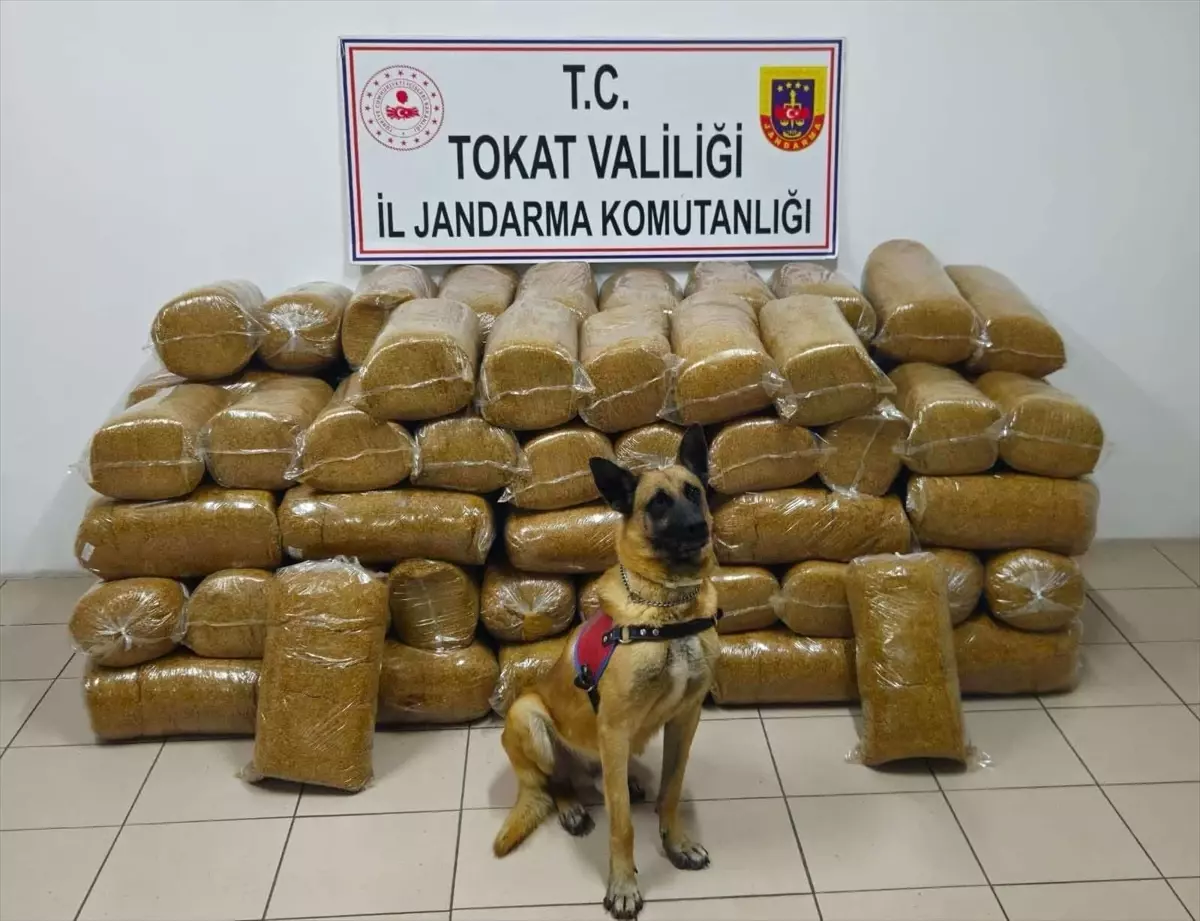 Tokat\'ta 485 kg Kaçak Tütün Ele Ge geçti