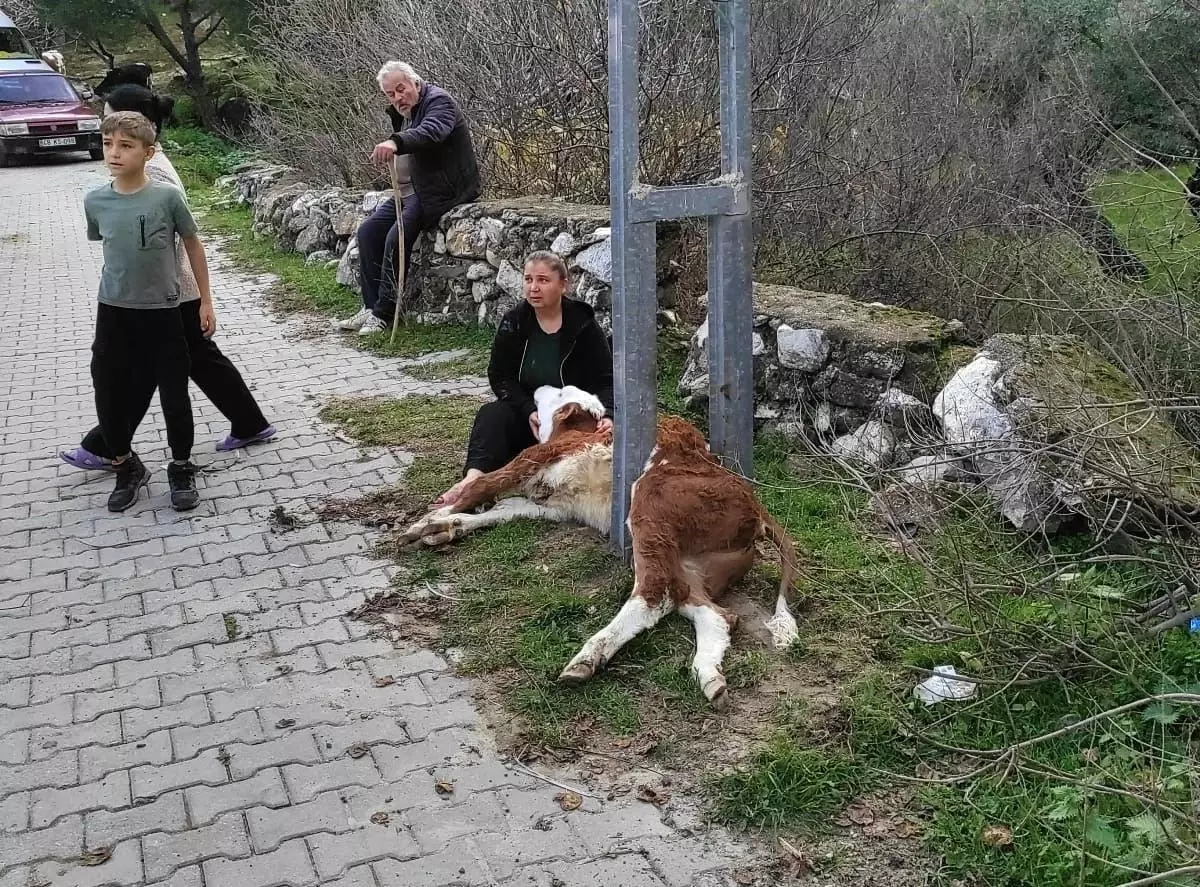 Aydınlatma direğine sıkışan buzağıyı itfaiye ekipleri kurtardı