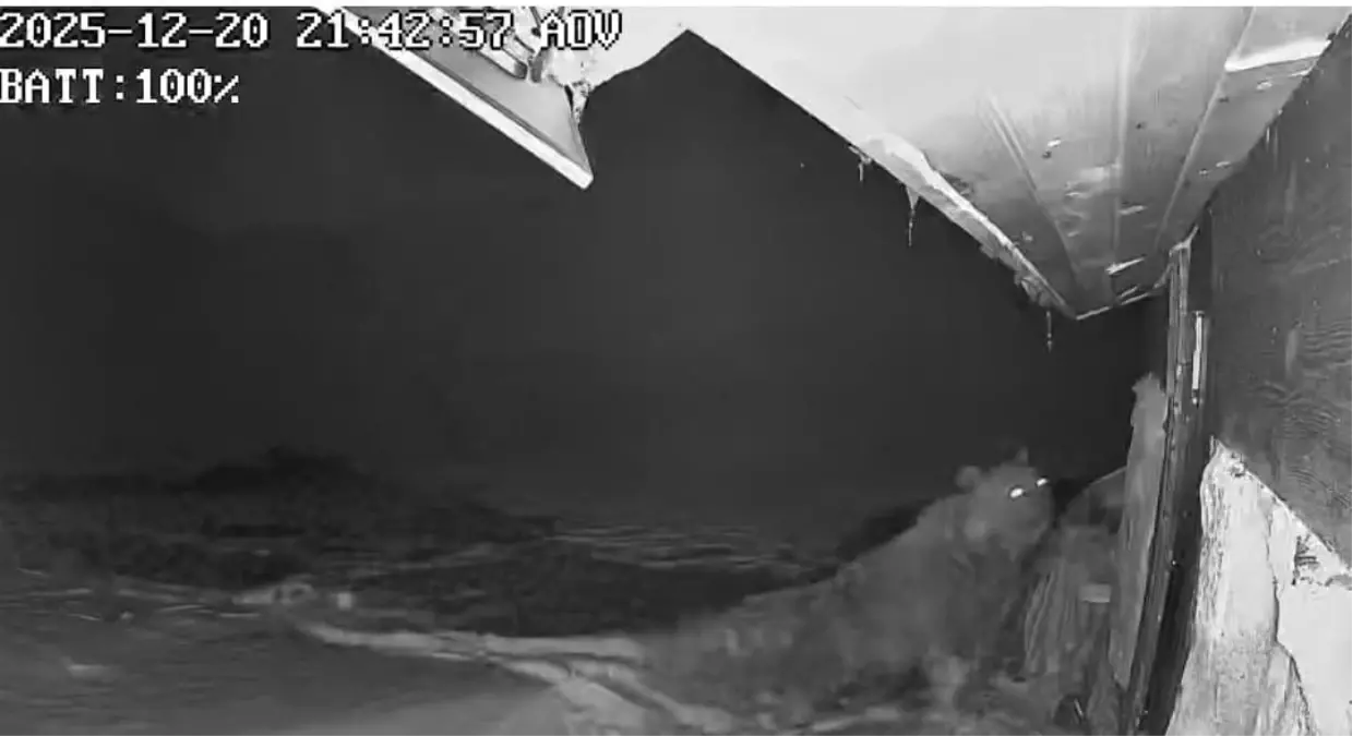 Ayılar Kış Uykusuna Yatmadı