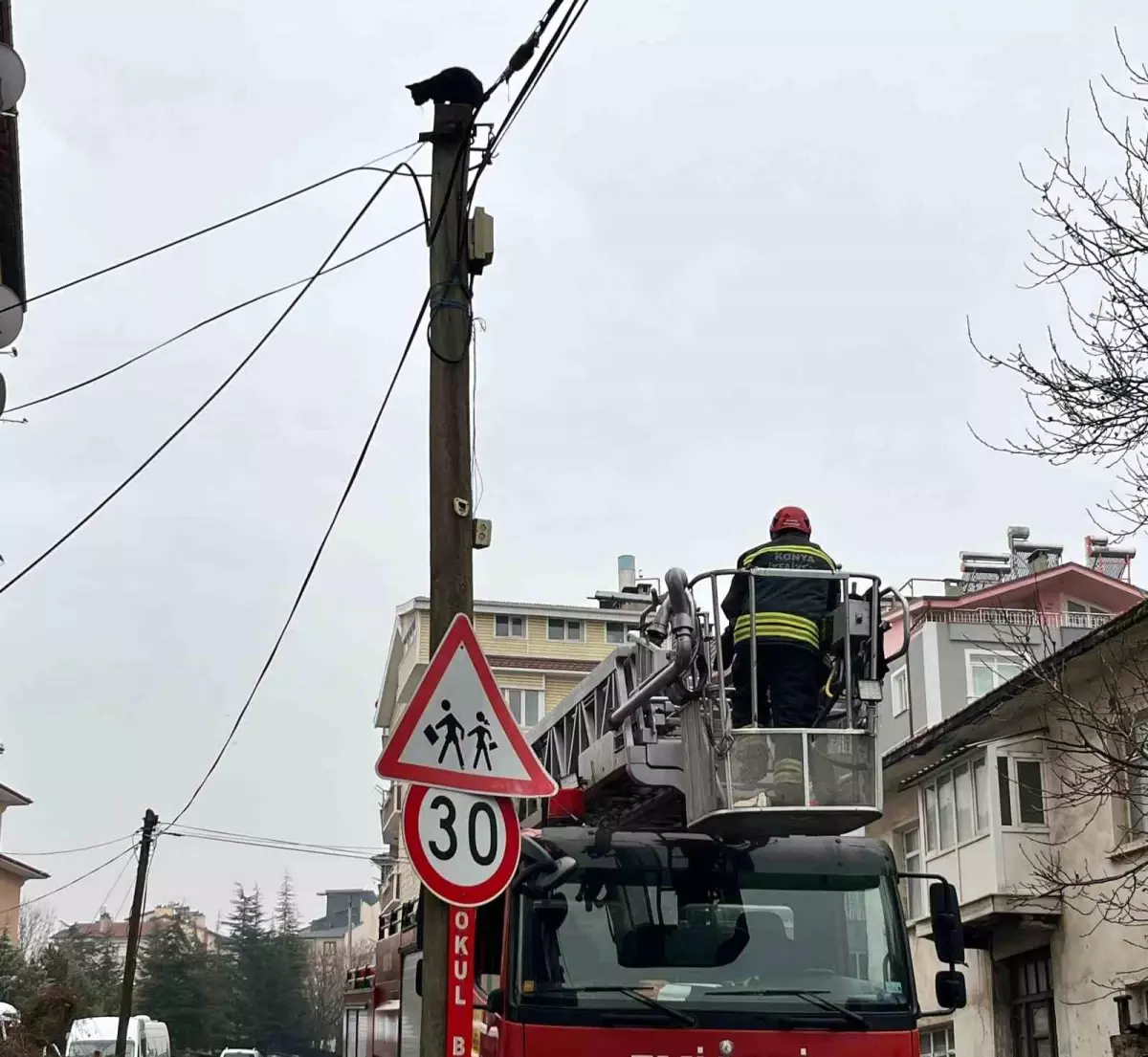 Direkten Kurtarılan Kedi