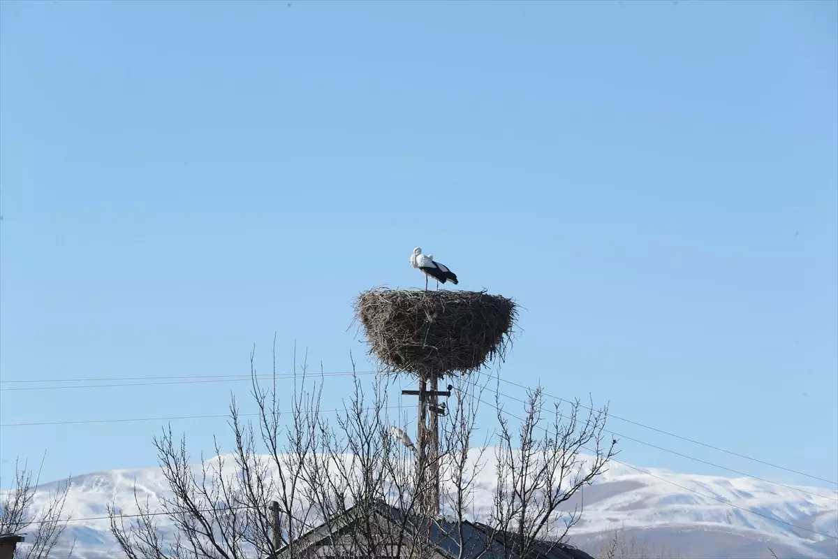 Erzincan\'daki Leylekler Kışı Köylülerle Geçiriyor