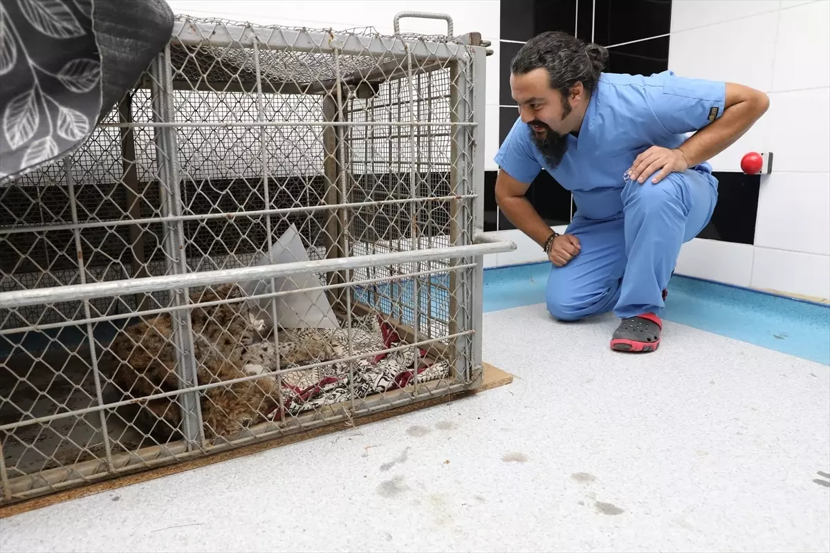 Yaralı Vaşak Tedavi Altında