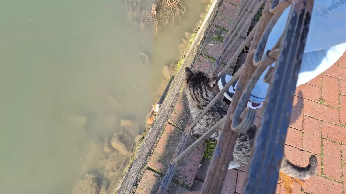 Yavru Kedi Alaplı Çayı\'ndan Kurtarıldı