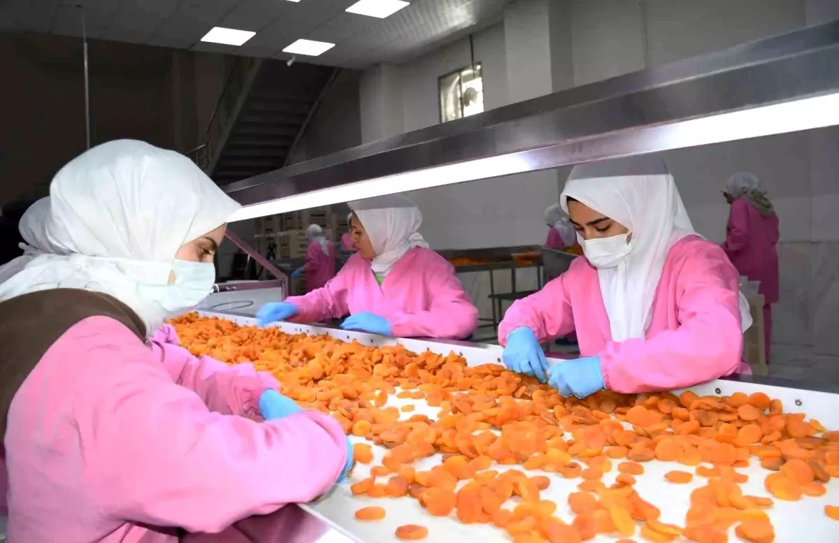 Malatya Kuru Kayısı İhracatı 275 Milyon Dolar