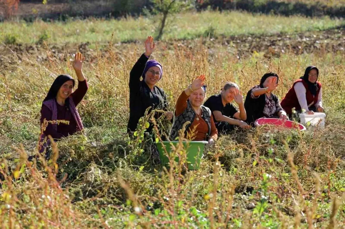 Samsun\'da bitkisel ve hayvansal üretim destekleniyor