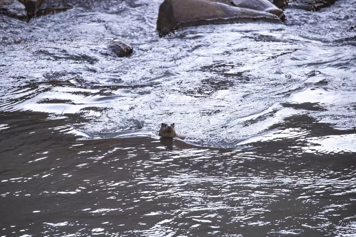 Tunceli\'de Su Samuru Görüntülendi