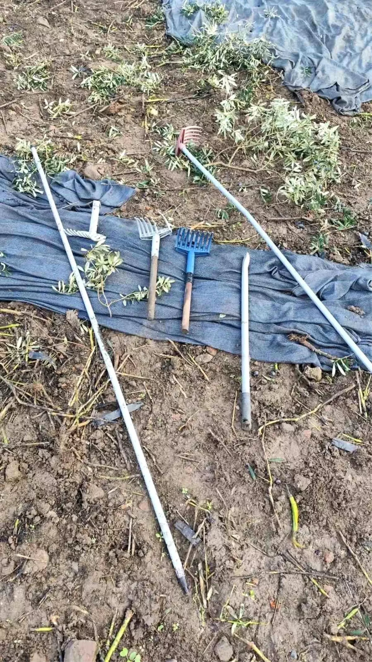 Hırsızlar Orhangazi\'de 500 Kilo Zeytin Çaldı