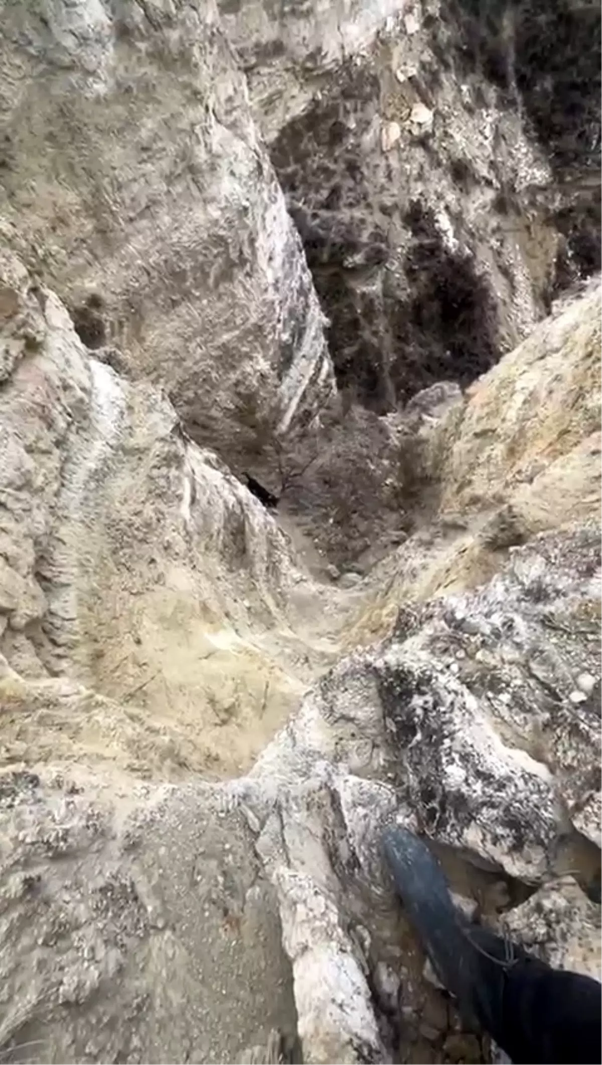 Uçurumda Mahsur Kalan Köpek Kurtarıldı