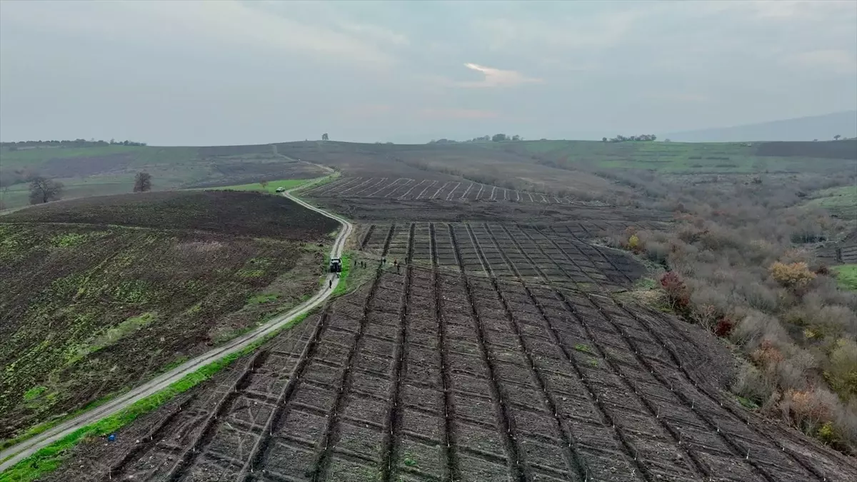 Manyas\'ta Badem Fidanı Desteği