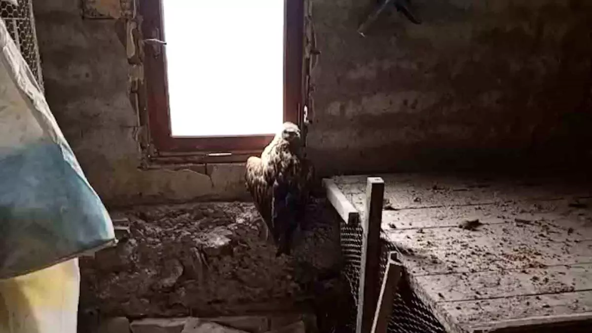 Yaralı Şahin Koruma Altında