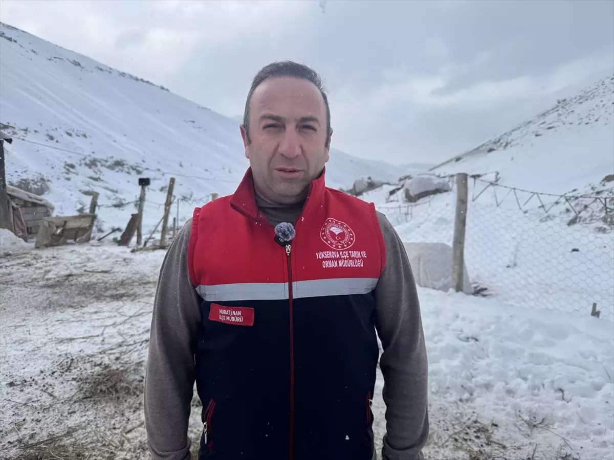 Yüksekova\'da Veteriner Hekimlerin Zorlu Aşı Çalışmaları