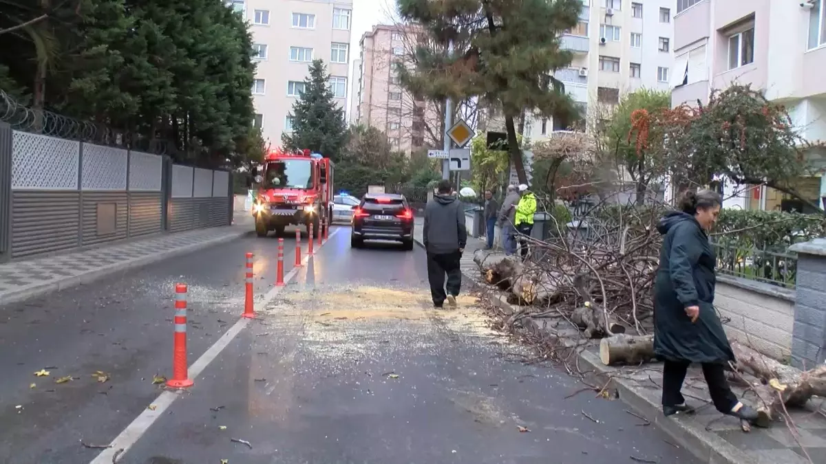 Kadıköy\'de Ağaç Devrildi, Araç Hasar Gördü