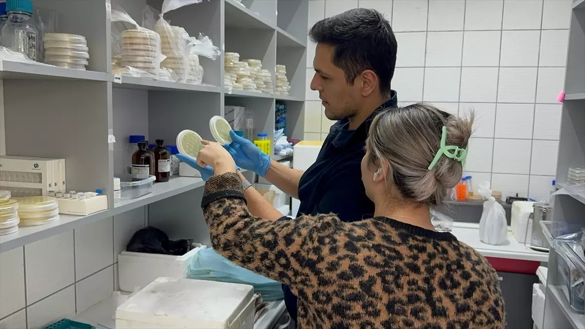 Domatesle Yenilebilir Aşı Geliştiriliyor