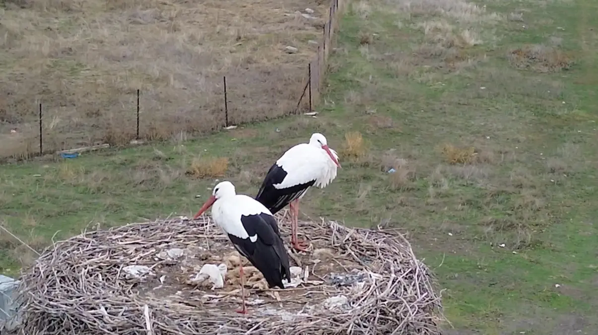 Yaz-Kış Kilimli\'de kalan leylekler