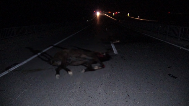 Malatya'da feci olay: Milyonluk taylar karayolunda telef oldu