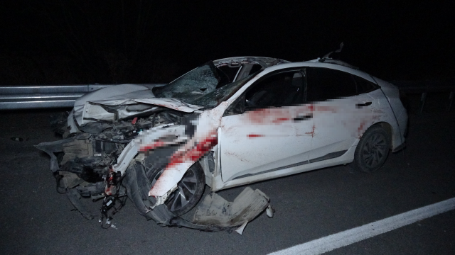 Malatya'da feci olay: Milyonluk taylar karayolunda telef oldu