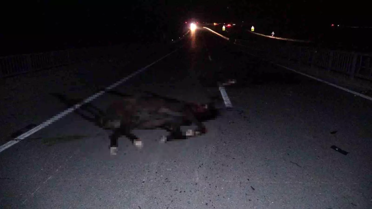 Malatya'da feci olay: Milyonluk taylar karayolunda telef oldu