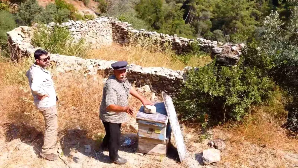 Muğla\'da Yaban Hayatı için Arı Avluları Yeniden Hayata Geçiyor