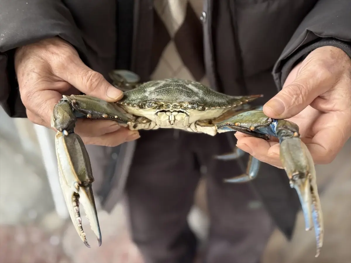 Karadeniz\'de Nadir Görülen Mavi Yengeç