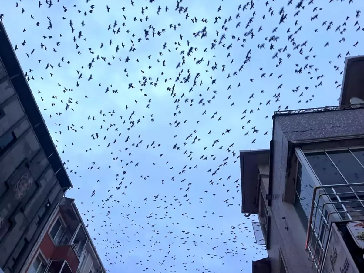 Hayrabolu\'da Karga Sürüsü Şaşırttı