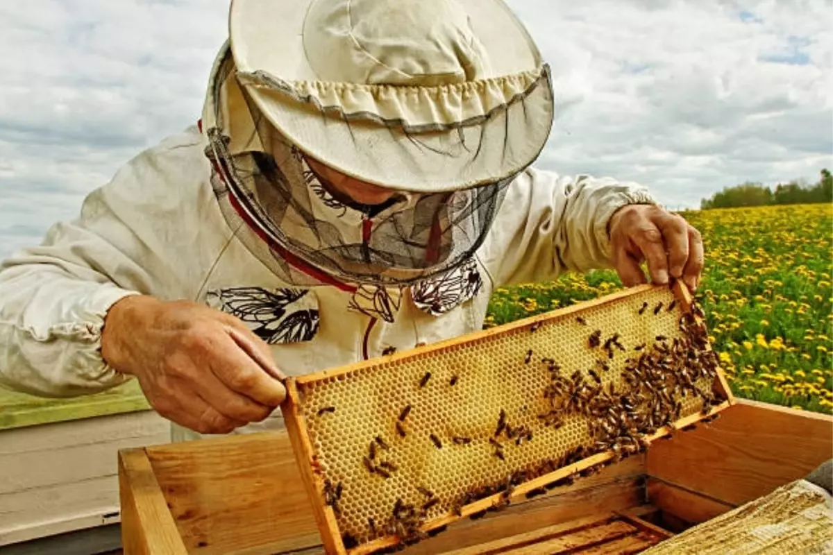 Türk Çam Balı Coğrafi İşaret Tesciliyle Küresel Pazara Açılıyor