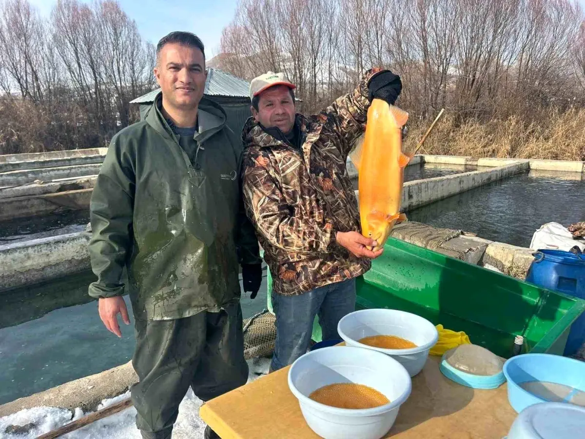 Van\'da Alabalık Sağım Çalışmaları Başladı