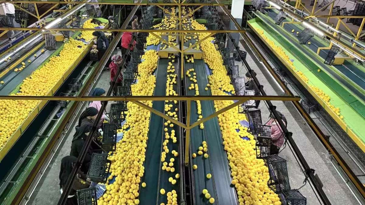 Adana\'dan Yeni Yıl Öncesi Narenciye İhracatı