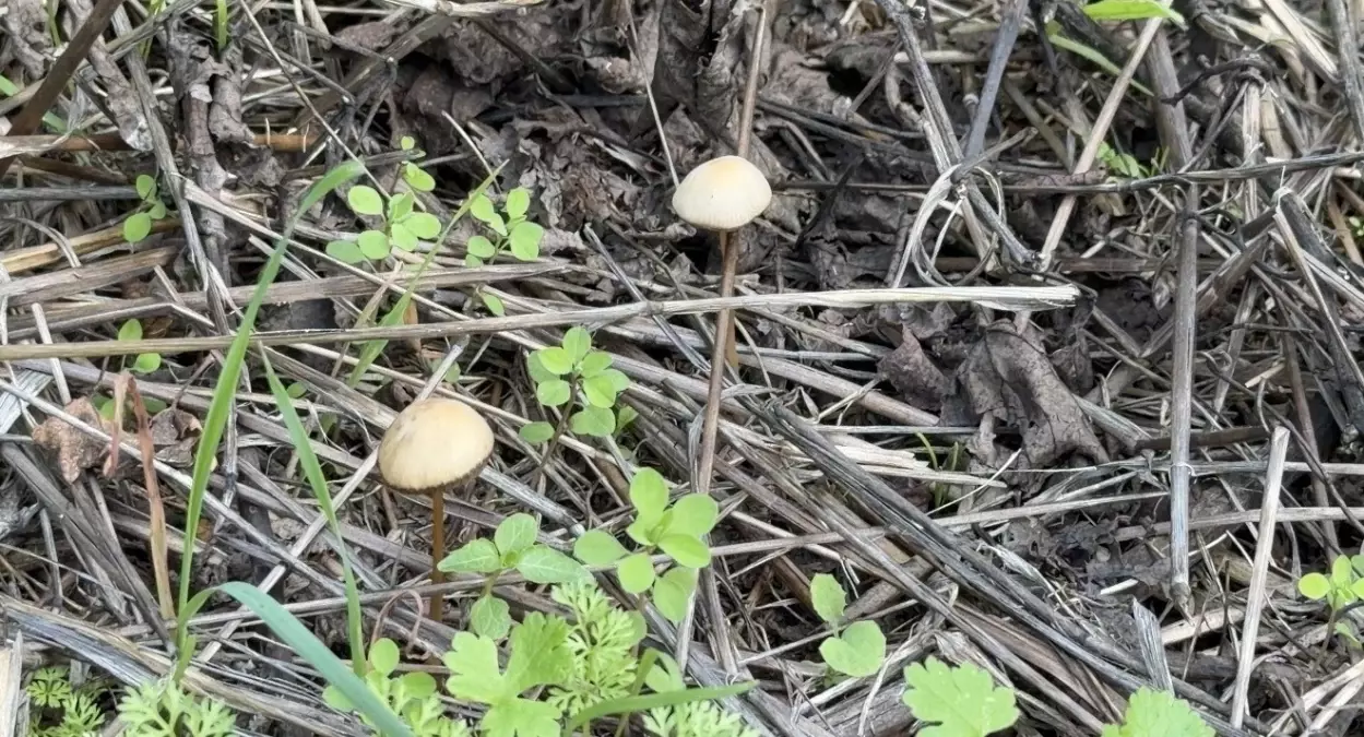 Zehirli Mantarlar Tehlikesi!