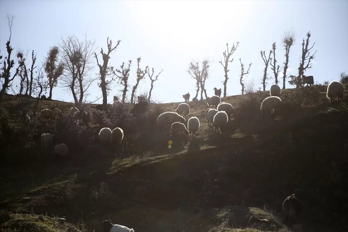 Bitlis\'te Besiciler Kurak Kışı Avantaja Çeviriyor