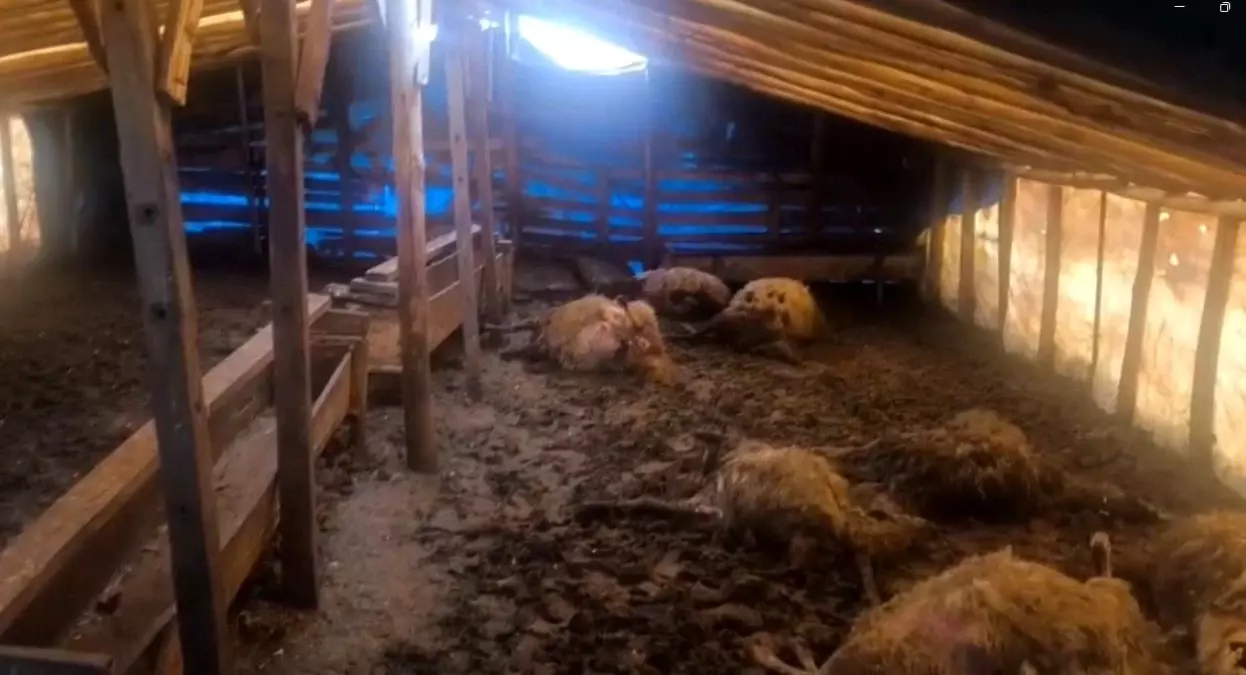 Kurt Saldırısı Koyunları Telef Etti