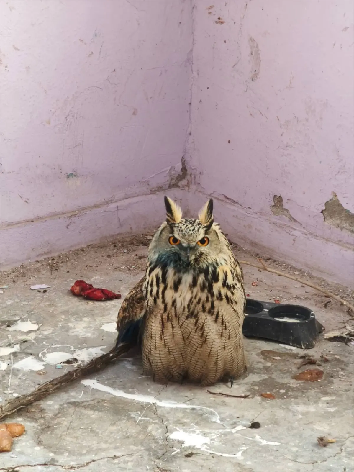 Yaralı Puhu Tedavi Altına Alındı