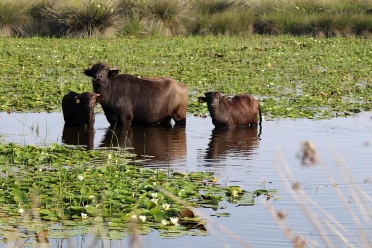 Samsun\'da Manda Markalaşma Projesi