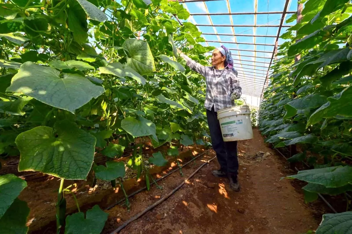 Mersin\'de hıyar fidesi desteği Aydıncık\'ta hasada dönüştü