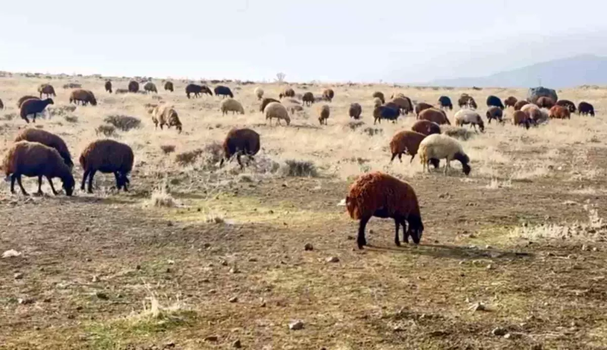 Patnos\'ta Karın Yokluğunun Avantajları